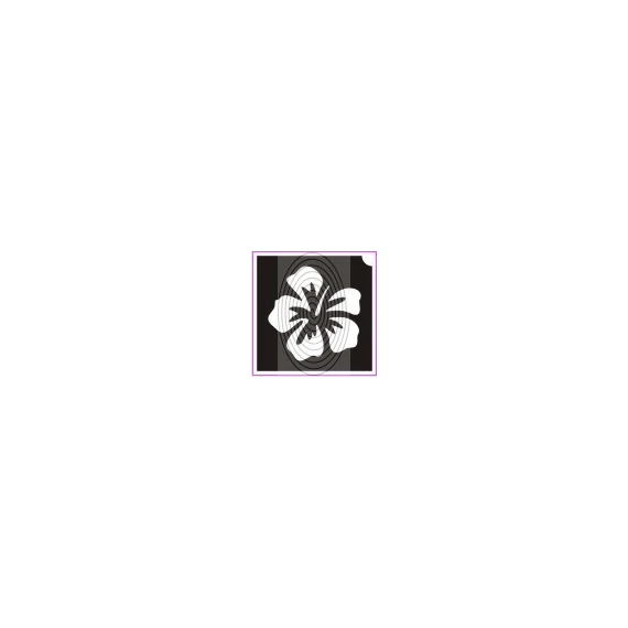 Orchidea (csss0242)